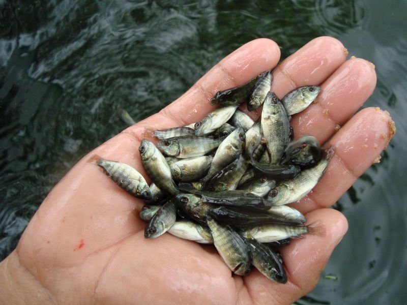 Giá cá giống giảm nhẹ